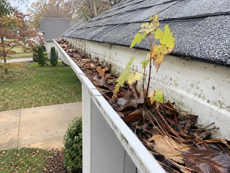A gutter packed with wet leaves, pine needles and a small sapling